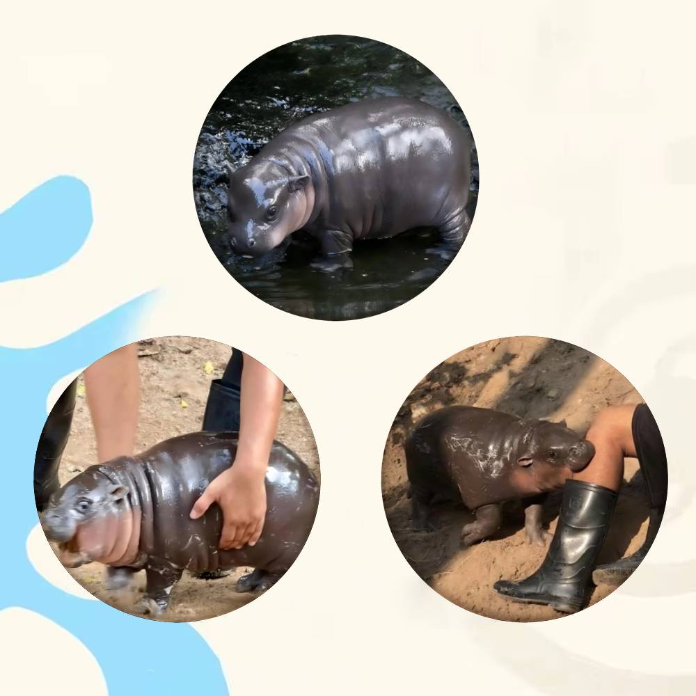 Baby Hippo Moo Deng Badge Tinp - Baby Clothing Japan recension och pris